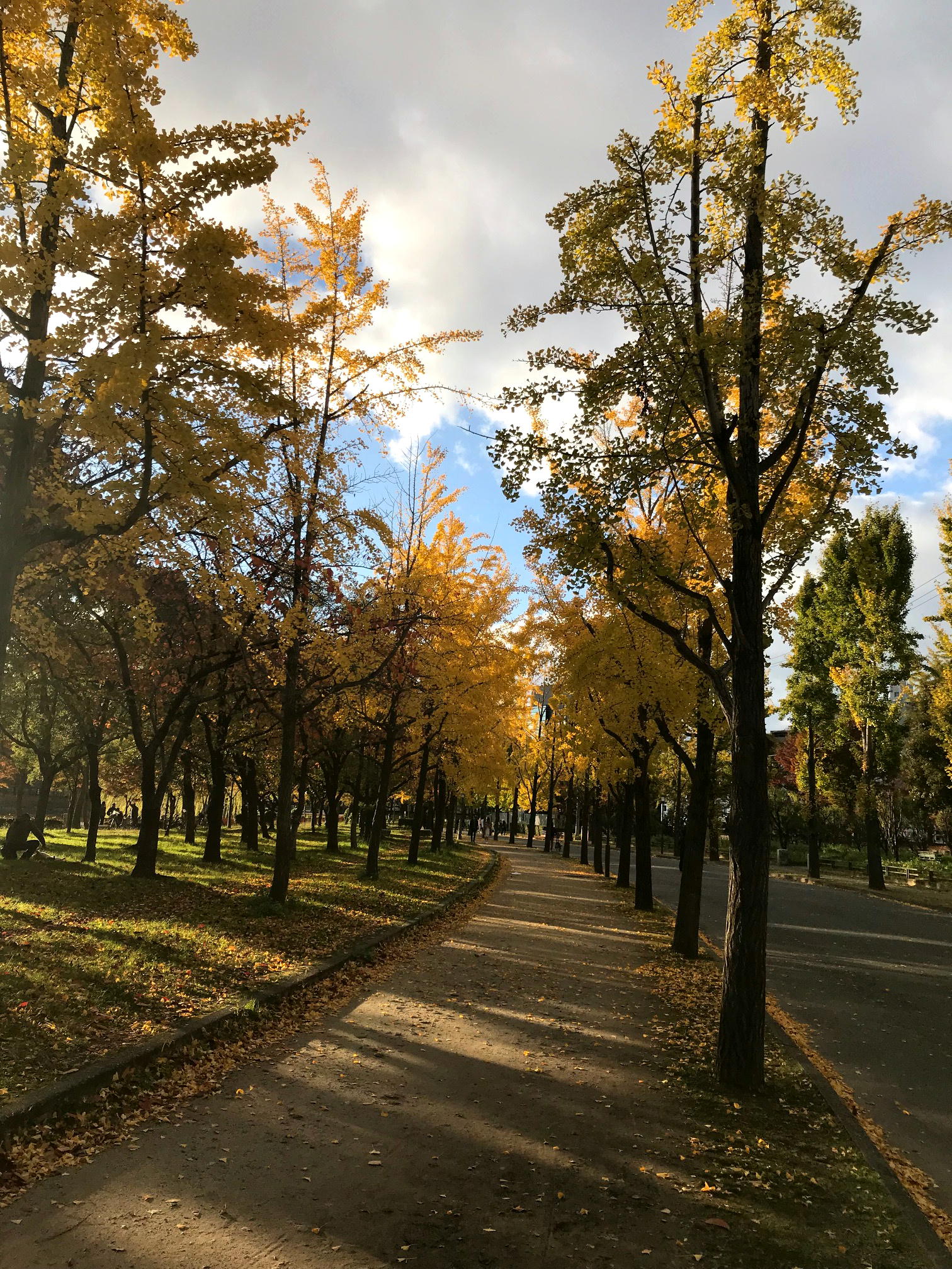 大阪城公園と豊岡市但東町 安国寺ドウダンツツジの紅葉