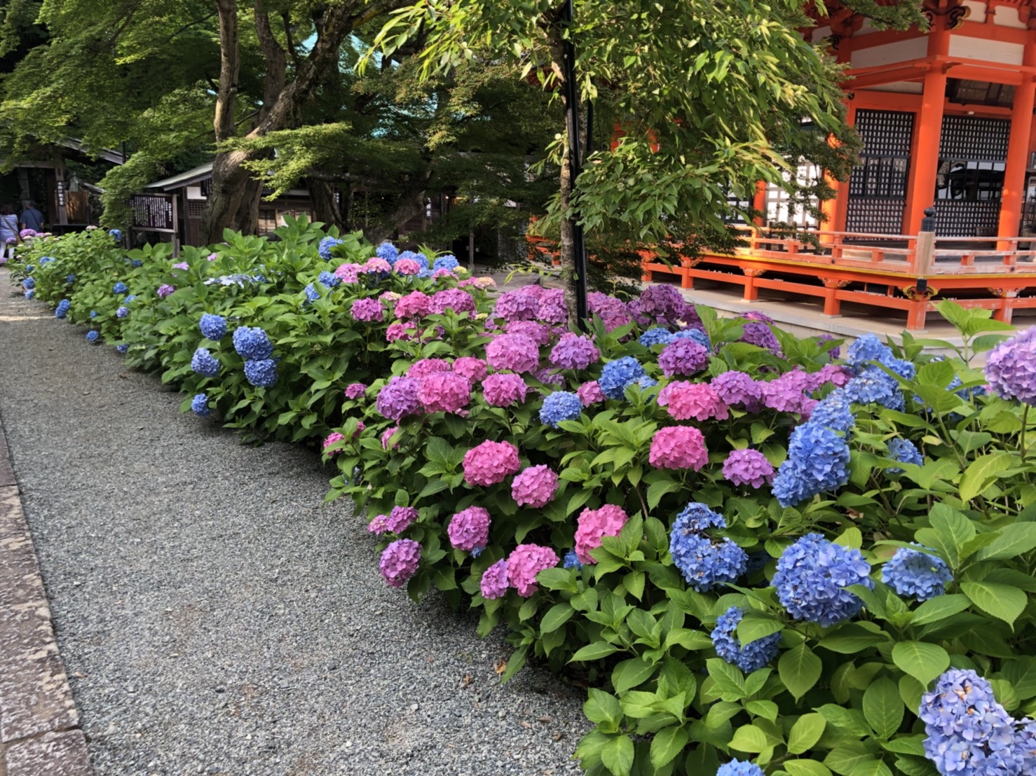 箕面 勝尾寺 アジサイが綺麗
