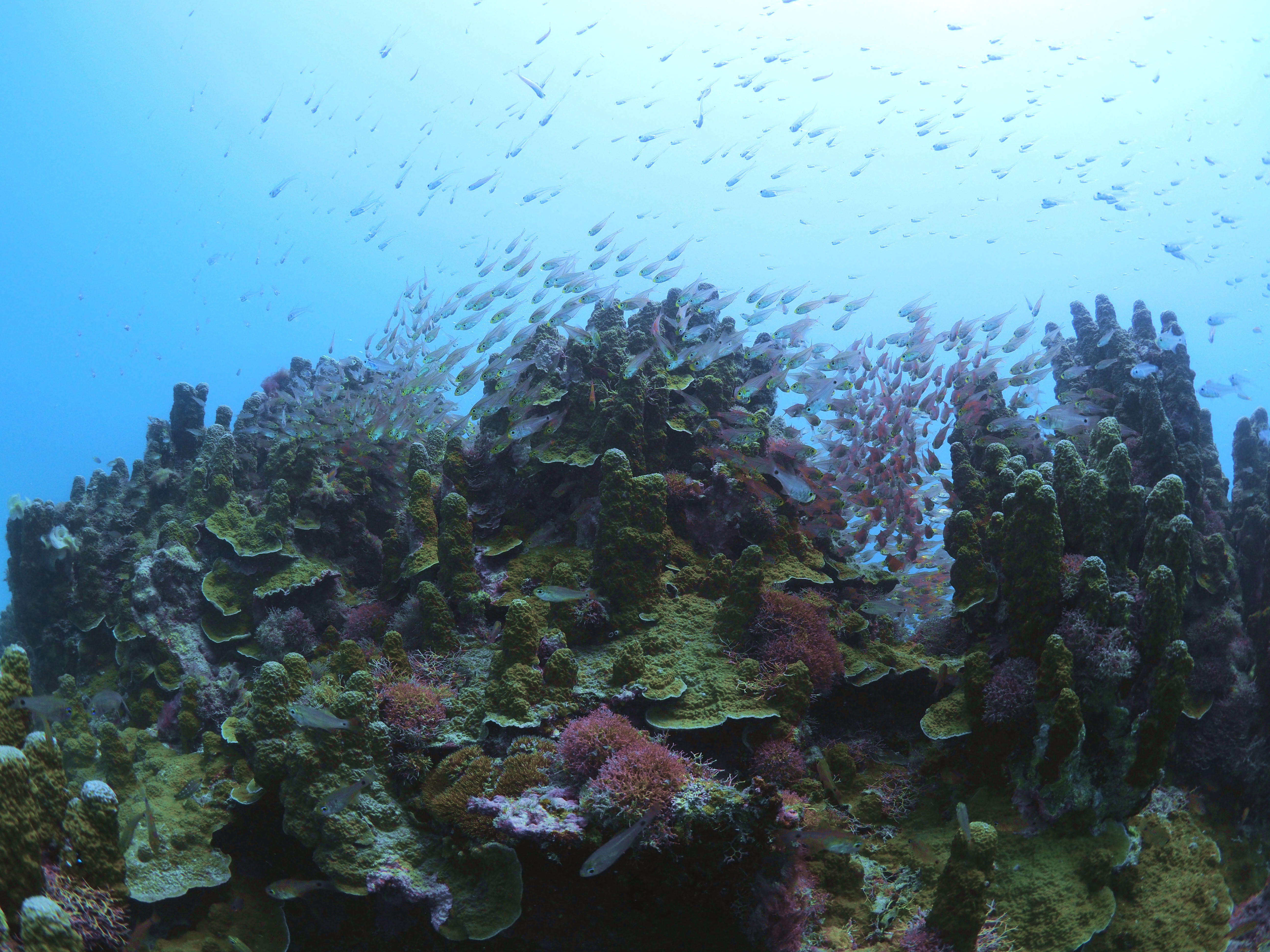 石垣島 E-M1mark2 M.ZUIko.8mm PT-EP14