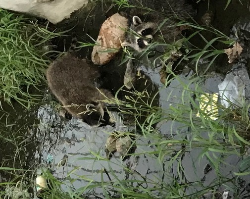 アライグマ